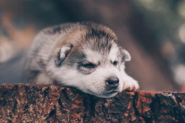 Egy Kis Aranyos Szibériai Husky Kutya Szabadban — Stock Fotó