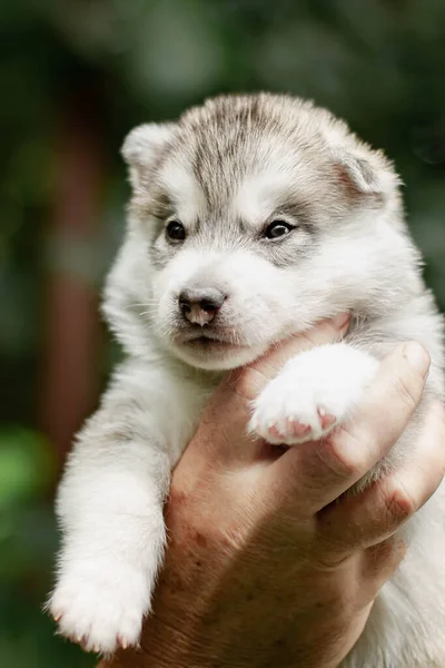 Een Kleine Schattige Puppy Van Siberische Husky Hond Buiten — Stockfoto