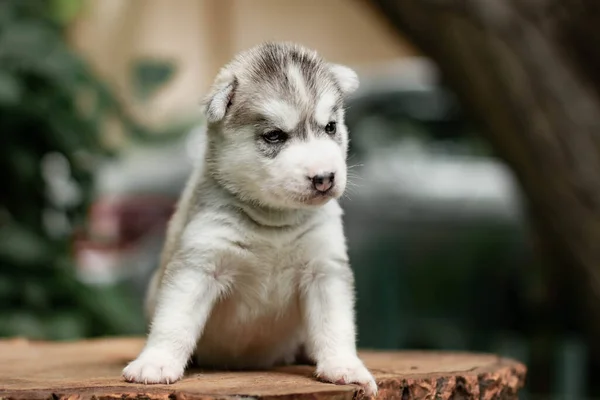 Jeden Mały Uroczy Szczeniak Syberyjski Husky Pies Zewnątrz — Zdjęcie stockowe