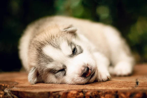 One Little Cute Puppy Siberian Husky Dog Outdoors — Stock Photo, Image