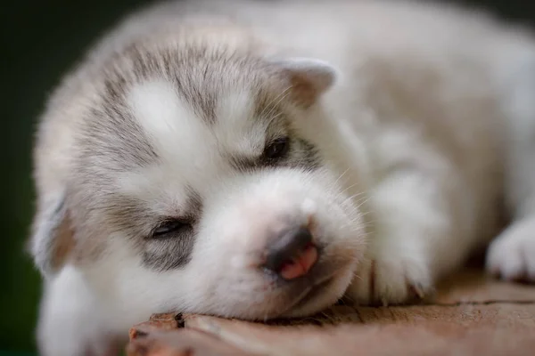 One Little Cute Puppy Siberian Husky Dog Outdoors — Stock Photo, Image