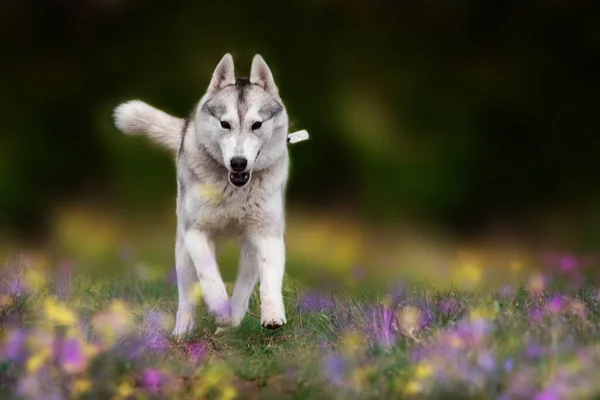 这只狗在草地上散步 危险的猎人西伯利亚胡斯基在跑步 — 图库照片