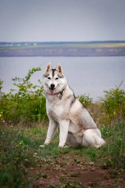 西伯利亚哈士奇犬明亮的绿树和青草在背景上 胡斯基正坐在草地上 西伯利亚哈士奇的肖像特写狗在自然界中 带着一只哈士奇狗散步 — 图库照片