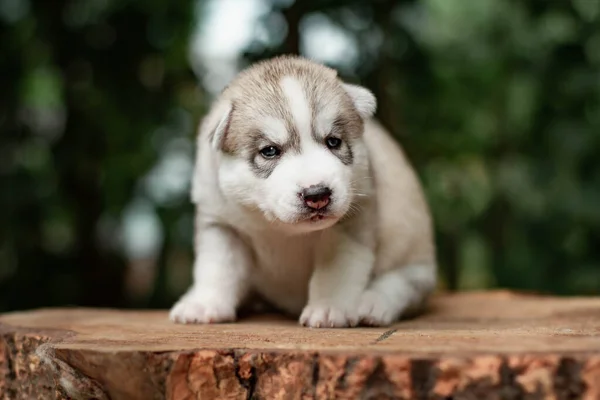 One Little Cute Puppy Siberian Husky Dog Outdoors — Stock Photo, Image