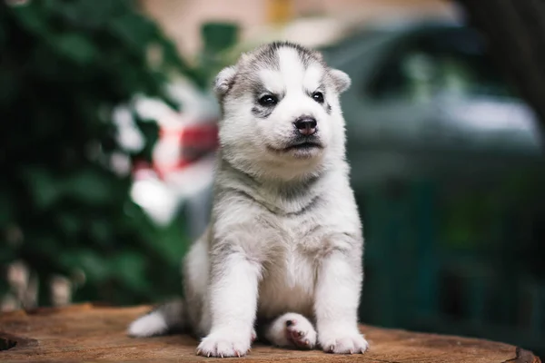 Jedno Malé Roztomilé Štěně Sibiřského Husky Psa Venku — Stock fotografie