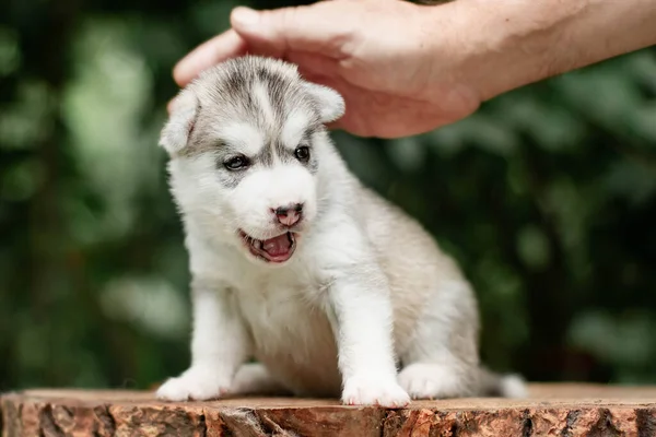 Jeden Mały Uroczy Szczeniak Syberyjski Husky Pies Zewnątrz — Zdjęcie stockowe