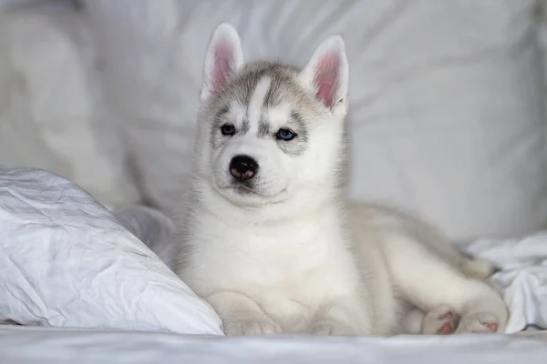 Bonito Filhote Cachorro Siberiano Husky Sentado Fundo Branco Cão Está — Fotografia de Stock