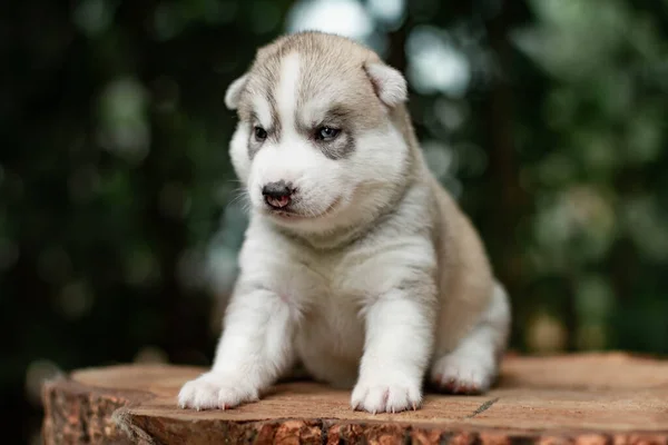 Een kleine schattige puppy van Siberische husky hond buiten — Stockfoto