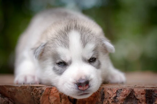 En liten söt valp av sibirisk husky hund utomhus — Stockfoto