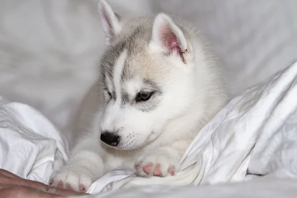 Niedliche sibirische Husky-Welpen sitzen auf weißem Hintergrund. Der Hund liegt auf dem Bett. Welpe verwöhnt. — Stockfoto