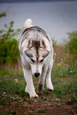 Köpek çimenlerin üzerinde yürüyor. Tehlikeli bir avcı. Sibirya Husky 'si koşuyor.