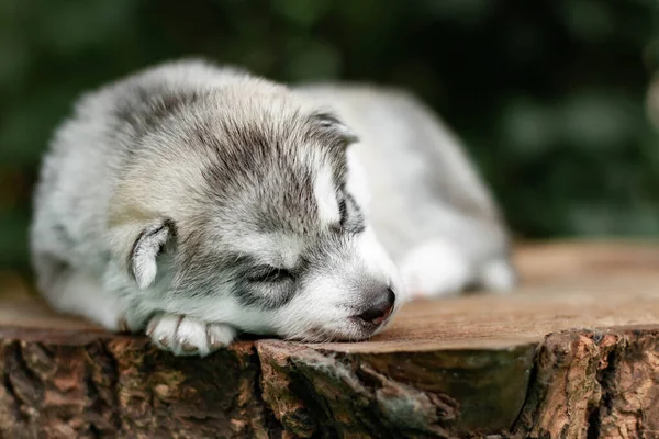 One Little cute puppy of Siberian husky dog outdoors — Stock Photo, Image