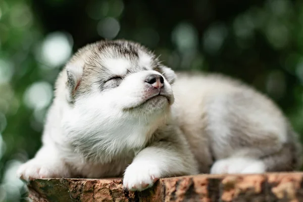 En liten söt valp av sibirisk husky hund utomhus — Stockfoto