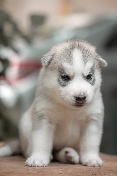 Jeden mały uroczy szczeniak syberyjski husky pies na zewnątrz — Zdjęcie stockowe