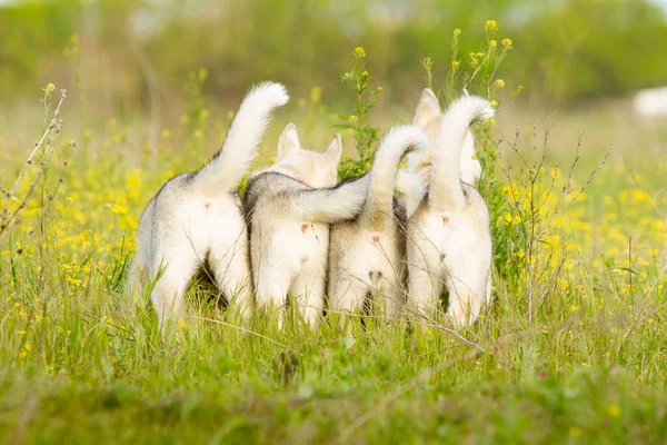 Labrador retriever na natureza — Fotografia de Stock