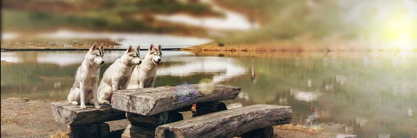 Three dogs are sitting. A flock of Siberian Husky. A lot of dogs are sitting. Mountain landscape on the background. — Stock Photo, Image