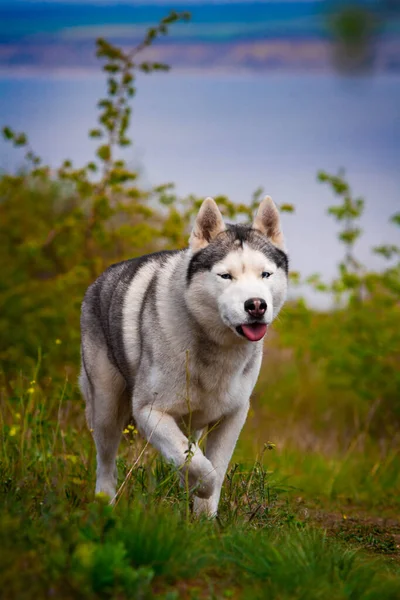 Köpek çimenlerin üzerinde yürüyor. Tehlikeli bir avcı. Sibirya Husky 'si koşuyor. — Stok fotoğraf