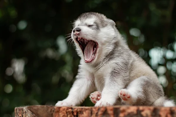 Um filhote de cachorro bonito de cão husky siberiano ao ar livre Fotos De Bancos De Imagens Sem Royalties