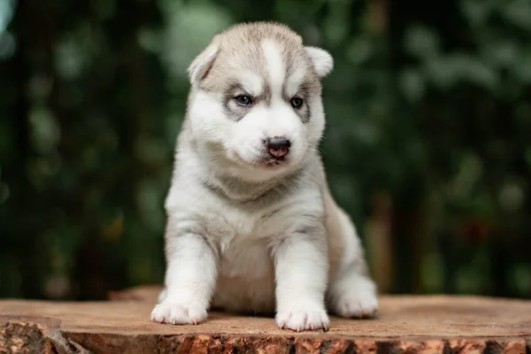 シベリアのハスキー犬の1匹のかわいい子犬屋外 ストック画像