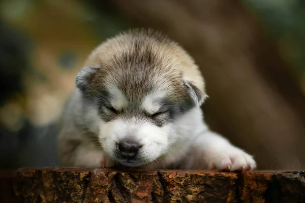 En liten söt valp av sibirisk husky hund utomhus — Stockfoto