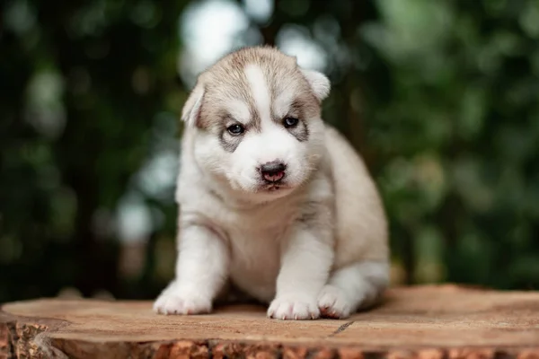 Een kleine schattige puppy van Siberische husky hond buiten — Stockfoto