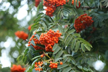 Yaz renkleri tarafından ışıklı kırmızı üvez dallarında. Üvez (bitki) ağaca bir grup ile turuncu-kırmızı çilek şeklinde meyve.
