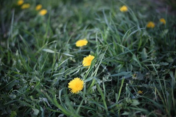 Primer plano de flores de diente de león amarillo en el jardín en primavera . — Foto de Stock