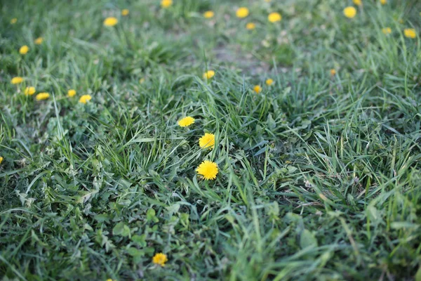 Nahaufnahme von gelben Löwenzahnblüten im Garten zur Frühlingszeit. — Stockfoto