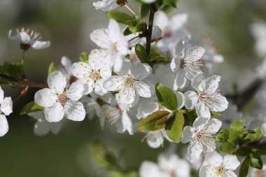 Bahar zamanı Leylak çalı seçici odak