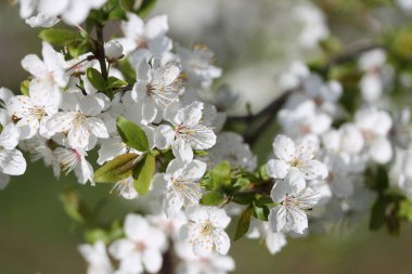 Bahar zamanı Leylak çalı seçici odak