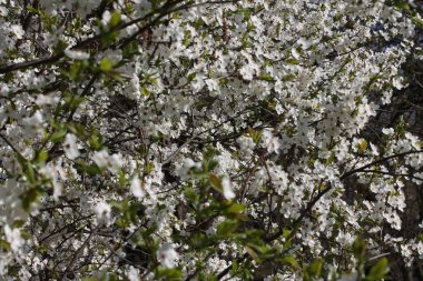 Bahar zamanı Leylak beyaz çalı seçici odak. 