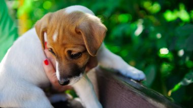 yavru jack russell terrier