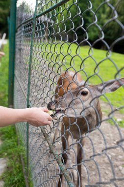 Yedekte geyik besleyen adam.
