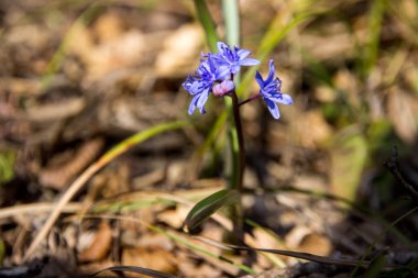 Dünya üzerindeki mavi bahar çiçek