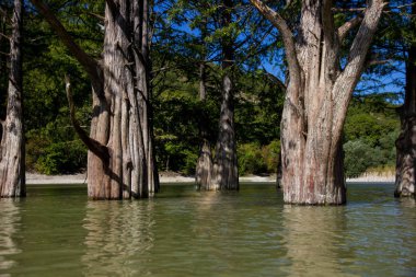 Marsh selvi göl kenarında