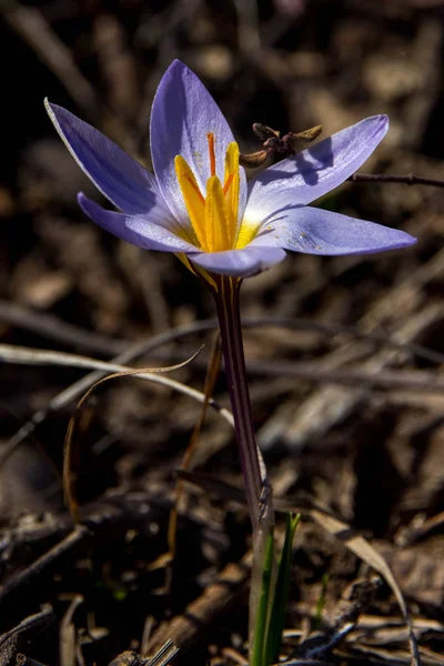 Первый Весенний Цветок Земле — стоковое фото