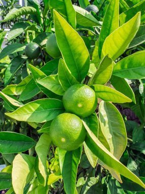 Meyve bahçesinde canlı sarı ve yeşil yapraklarla çevrili narenciye dallarında olgunlaşan doğal yeşil limonlar. Taze yeşil meyveli sürdürülebilir kireç tarımı. . 