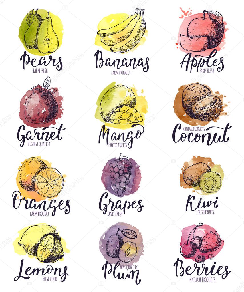 Fruits vector fruity apple banana and exotic mango with fresh slices and watercolor logo of tropical fruit with lettering sign illustration fruitful set isolated on white background.