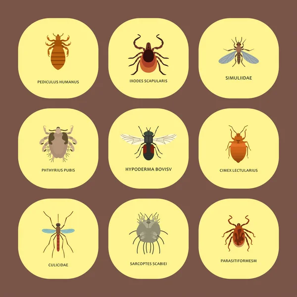 Human Skin Parasites Vector Housing Pests Insects Disease Parasitic Bug — Stock Vector
