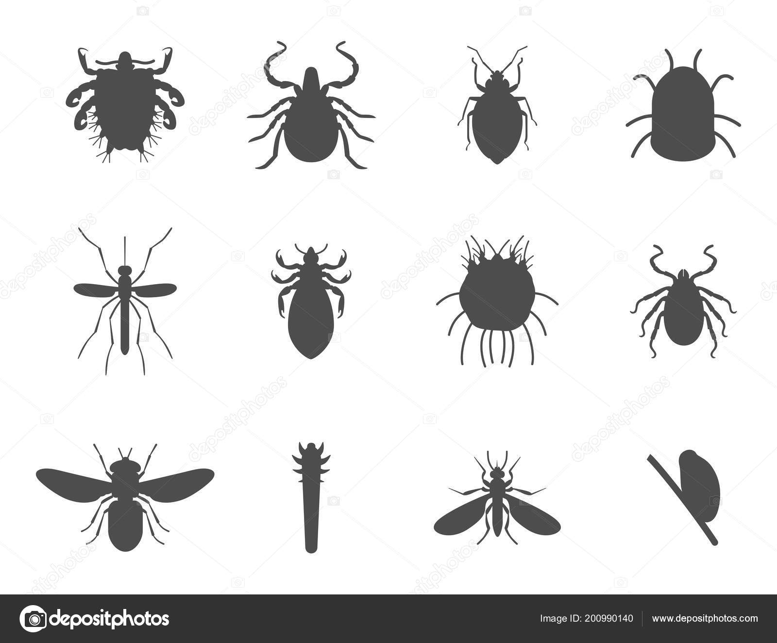 Skin Parasites >> Human Skin Parasites Vector Silhouette Housing Pests Insects Skin Parasites >> Human Skin Parasites Vector Silhouette Housing Pests Insects