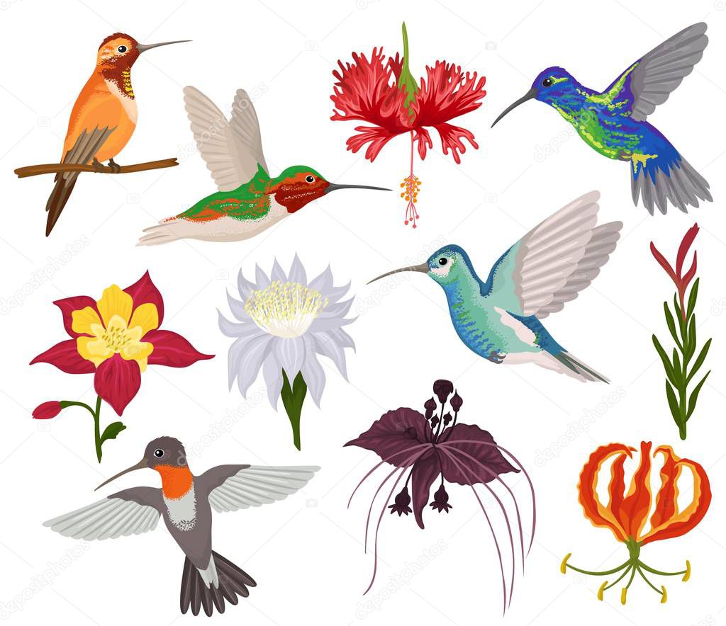Hummingbird vector tropical humming bird character with beautiful birdie wings on exotic flowers in flowering nature illustration set of flying humming-bird in tropic isolated on white background
