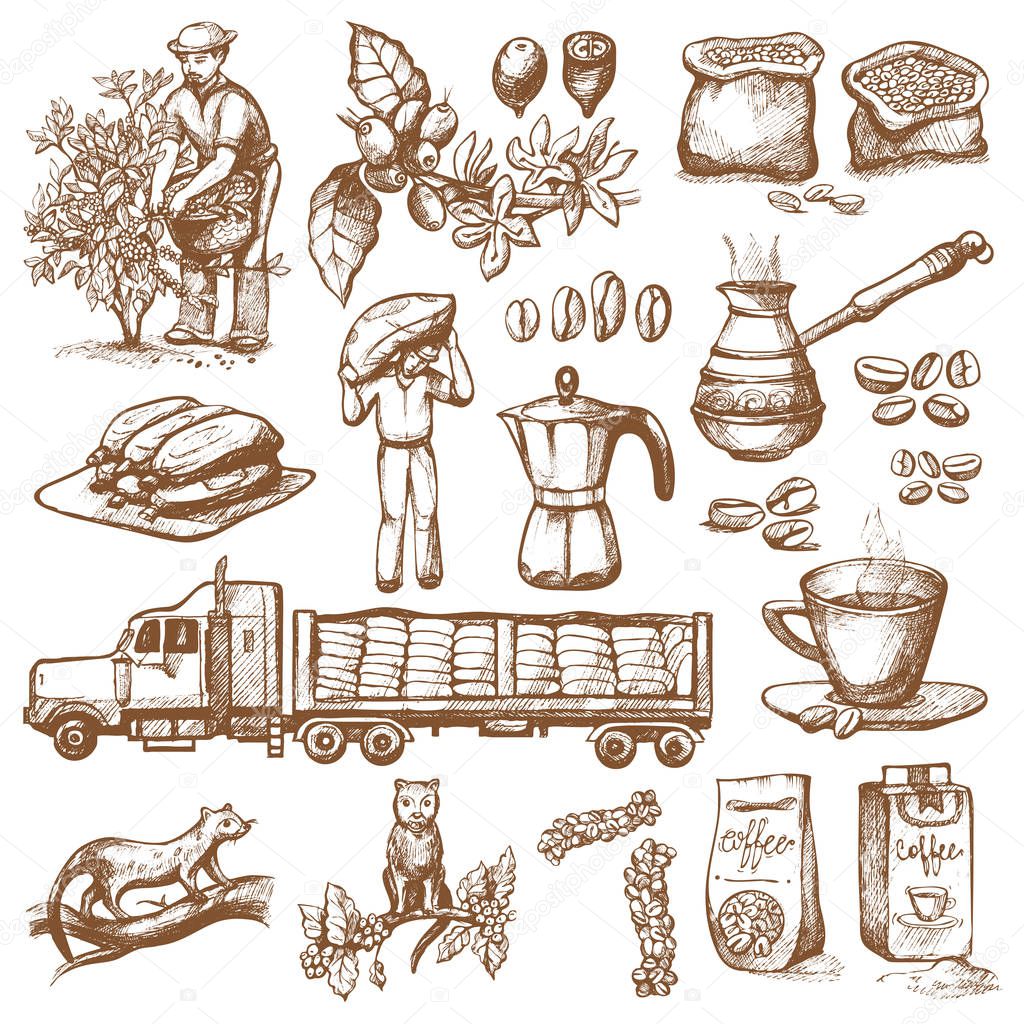 Coffee production vector plantation farmer picking coffeine beans on tree and vintage drawing drink retro cafe collection sketch coffeebean dessert illustration.