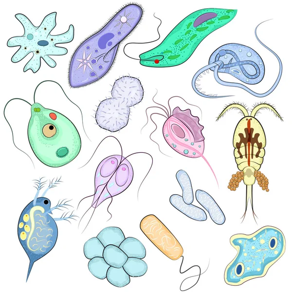 病毒传染媒介细菌传染病毒象病症例证细菌有机体微生物或细菌被隔绝在白色背景上 — 图库矢量图片