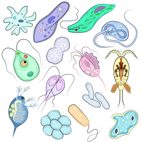 Vírus vetor infecção bacteriana vírus-like doença ilustração virulento bacterium conjunto de microbiologia organismos micróbios ou bactérias isoladas no fundo branco —  Vetores de Stock