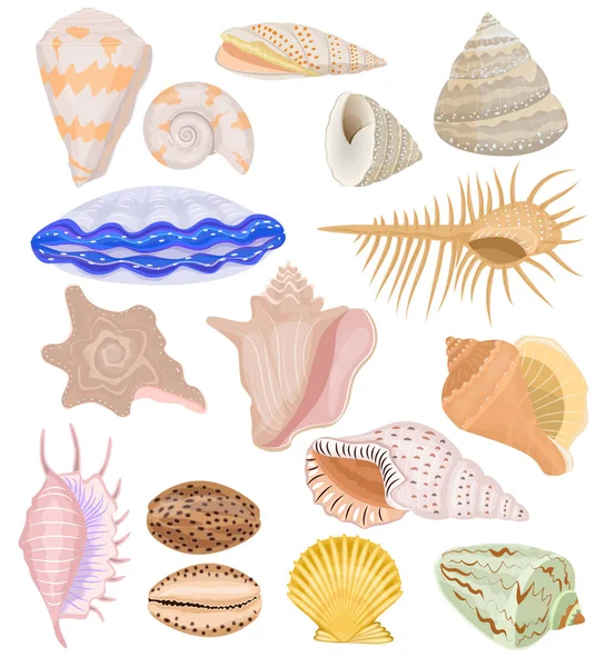 Conchas vector marine seashell and ocean cockle-shell underwater illustration set of shellfish and clam-shell or conch-shell isolated on white background —  Vetores de Stock