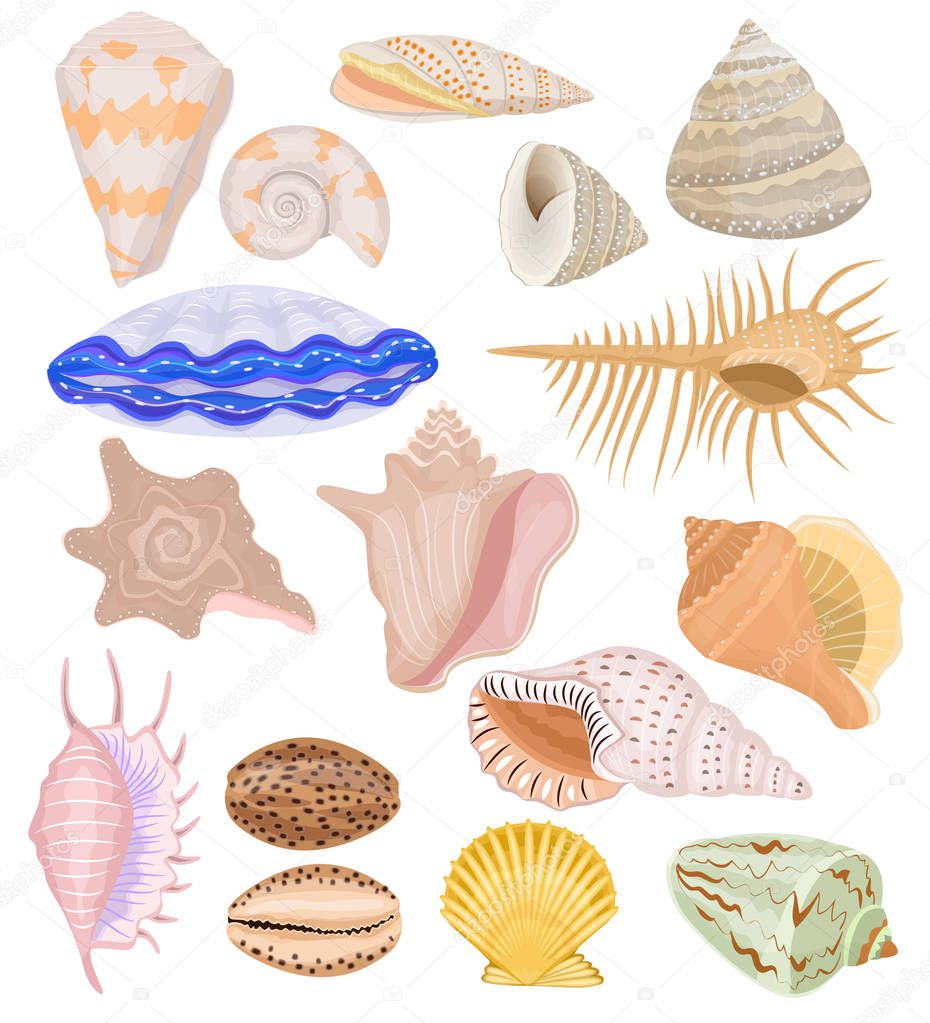 Shells vector marine seashell and ocean cockle-shell underwater illustration set of shellfish and clam-shell or conch-shell isolated on white background