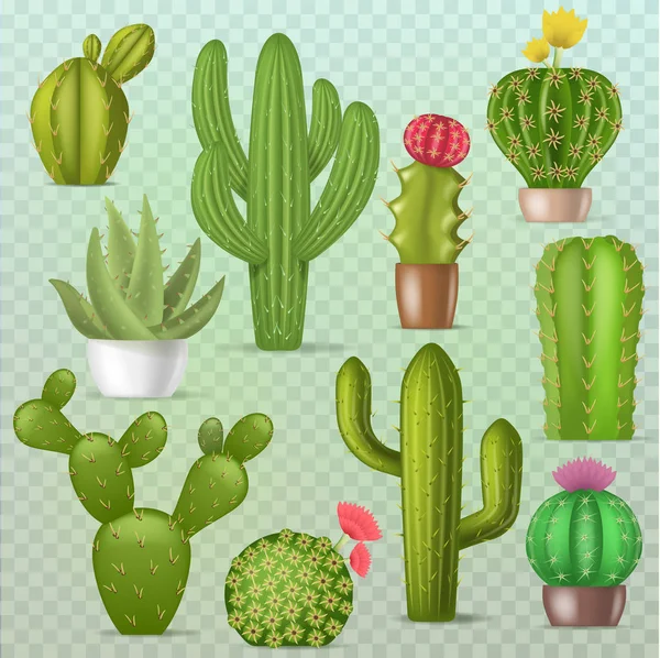 Cactus vector botánico cactus verde planta suculenta cactácea botánica ilustración floral realista conjunto de dibujos animados flores exóticas aisladas sobre fondo transparente — Archivo Imágenes Vectoriales