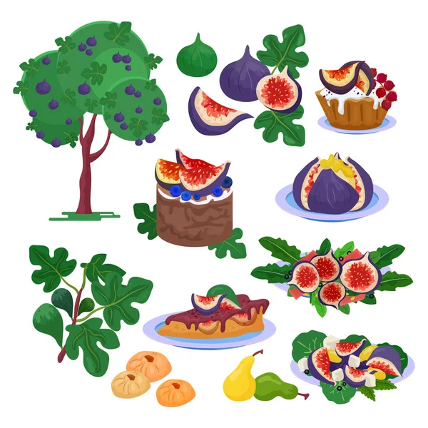 Rys. wektor świeży owocowy żywności i dojrzałych fig organiczny słodki deser ilustracja świeżość zestaw drzewo figowe liście i owoce egzotyczne naturalne diety na białym tle na białym tle — Wektor stockowy