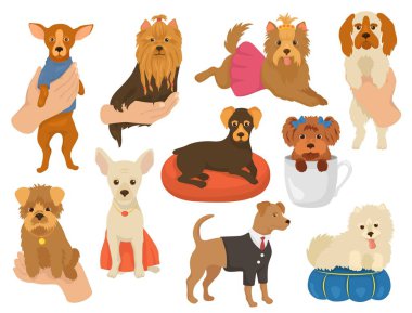 Küçük köpek vektör küçük bir köpek evde beslenen hayvan karakter sevimli tasma hayvan ve ev içi kullanımına yönelik el illüstrasyon izole beyaz arka plan üzerinde köpek doğurmak yorkshire chihuahua arkadaş doggish dizi genç köpek yavrusu