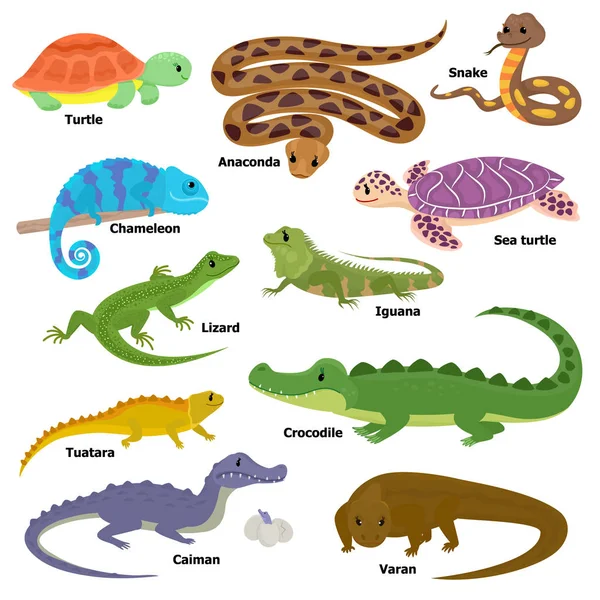 Reptile vecteur animal reptilien personnage lézard tortue iguane et caméléon animal de compagnie illustration ensemble de crocodile varan dragon isolé sur fond blanc — Image vectorielle